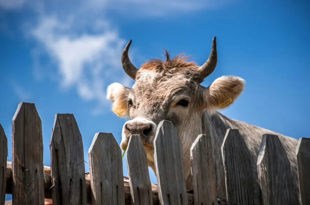 Vaca tras un vallado rústico de madera.